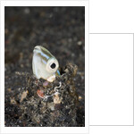 Snake or Hairtail Blenny head (Xiphasia setifer), Lembeh Strait, North Sulawesi, Indonesia by Anonymous