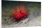 Urchin Crab (Dorippe frascone) carrying a Red Sea Urchin (Astropyga radiata), Lembeh Strait, North Sulawesi, Indonesia by Anonymous