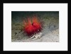 Urchin Crab (Dorippe frascone) carrying a Red Sea Urchin (Astropyga radiata), Lembeh Strait, North Sulawesi, Indonesia by Anonymous