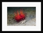 Urchin Crab (Dorippe frascone) carrying a Red Sea Urchin (Astropyga radiata), Lembeh Strait, North Sulawesi, Indonesia by Anonymous