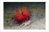 Urchin Crab (Dorippe frascone) carrying a Red Sea Urchin (Astropyga radiata), Lembeh Strait, North Sulawesi, Indonesia by Anonymous