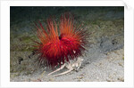 Urchin Crab (Dorippe frascone) carrying a Red Sea Urchin (Astropyga radiata), Lembeh Strait, North Sulawesi, Indonesia by Anonymous