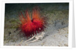 Urchin Crab (Dorippe frascone) carrying a Red Sea Urchin (Astropyga radiata), Lembeh Strait, North Sulawesi, Indonesia by Anonymous