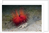 Urchin Crab (Dorippe frascone) carrying a Red Sea Urchin (Astropyga radiata), Lembeh Strait, North Sulawesi, Indonesia by Anonymous