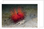 Urchin Crab (Dorippe frascone) carrying a Red Sea Urchin (Astropyga radiata), Lembeh Strait, North Sulawesi, Indonesia by Anonymous