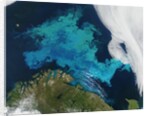Phytoplankton bloom in the Barents Sea by Anonymous