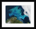 Phytoplankton bloom in the Barents Sea by Anonymous