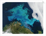 Phytoplankton bloom in the Barents Sea by Anonymous