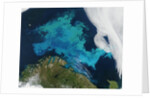Phytoplankton bloom in the Barents Sea by Anonymous
