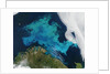 Phytoplankton bloom in the Barents Sea by Anonymous