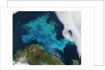 Phytoplankton bloom in the Barents Sea by Anonymous