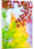 Autumnal Maple Trees by Anonymous