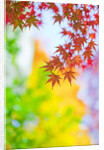 Autumnal Maple Trees by Anonymous