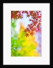 Autumnal Maple Trees by Anonymous
