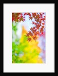 Autumnal Maple Trees by Anonymous