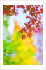 Autumnal Maple Trees by Anonymous