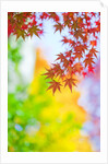 Autumnal Maple Trees by Anonymous