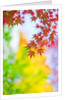 Autumnal Maple Trees by Anonymous