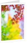 Autumnal Maple Trees by Anonymous