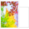 Autumnal Maple Trees by Anonymous
