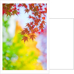 Autumnal Maple Trees by Anonymous