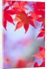 Autumnal Maple Trees by Anonymous