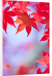 Autumnal Maple Trees by Anonymous
