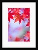 Autumnal Maple Trees by Anonymous