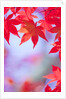 Autumnal Maple Trees by Anonymous