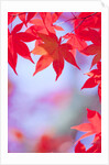 Autumnal Maple Trees by Anonymous