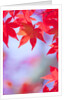 Autumnal Maple Trees by Anonymous