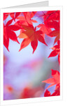 Autumnal Maple Trees by Anonymous