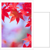 Autumnal Maple Trees by Anonymous