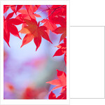 Autumnal Maple Trees by Anonymous