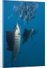 Atlantic Sailfish (Istiophorus albicans) hunting Sardines, Isla Mujeres, Yucatan Peninsula, Caribbean Sea, Mexico. by Anonymous
