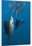Atlantic Sailfish (Istiophorus albicans) hunting Sardines, Isla Mujeres, Yucatan Peninsula, Caribbean Sea, Mexico. by Anonymous