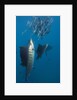 Atlantic Sailfish (Istiophorus albicans) hunting Sardines, Isla Mujeres, Yucatan Peninsula, Caribbean Sea, Mexico. by Anonymous