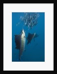 Atlantic Sailfish (Istiophorus albicans) hunting Sardines, Isla Mujeres, Yucatan Peninsula, Caribbean Sea, Mexico. by Anonymous