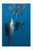 Atlantic Sailfish (Istiophorus albicans) hunting Sardines, Isla Mujeres, Yucatan Peninsula, Caribbean Sea, Mexico. by Anonymous