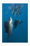 Atlantic Sailfish (Istiophorus albicans) hunting Sardines, Isla Mujeres, Yucatan Peninsula, Caribbean Sea, Mexico. by Anonymous