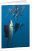 Atlantic Sailfish (Istiophorus albicans) hunting Sardines, Isla Mujeres, Yucatan Peninsula, Caribbean Sea, Mexico. by Anonymous
