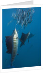 Atlantic Sailfish (Istiophorus albicans) hunting Sardines, Isla Mujeres, Yucatan Peninsula, Caribbean Sea, Mexico. by Anonymous