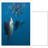 Atlantic Sailfish (Istiophorus albicans) hunting Sardines, Isla Mujeres, Yucatan Peninsula, Caribbean Sea, Mexico. by Anonymous