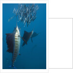 Atlantic Sailfish (Istiophorus albicans) hunting Sardines, Isla Mujeres, Yucatan Peninsula, Caribbean Sea, Mexico. by Anonymous