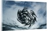 True Sardines (Sardina pilchardus) schoaling, Isla Mujeres, Yucatan Peninsula, Caribbean Sea, Mexico. by Anonymous