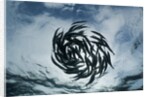 True Sardines (Sardina pilchardus) schoaling, Isla Mujeres, Yucatan Peninsula, Caribbean Sea, Mexico. by Anonymous