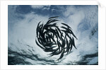 True Sardines (Sardina pilchardus) schoaling, Isla Mujeres, Yucatan Peninsula, Caribbean Sea, Mexico. by Anonymous