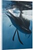 Atlantic Sailfish (Istiophorus albicans) hunting Sardines, Isla Mujeres, Yucatan Peninsula, Caribbean Sea, Mexico. by Anonymous
