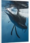 Atlantic Sailfish (Istiophorus albicans) hunting Sardines, Isla Mujeres, Yucatan Peninsula, Caribbean Sea, Mexico. by Anonymous