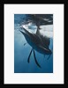 Atlantic Sailfish (Istiophorus albicans) hunting Sardines, Isla Mujeres, Yucatan Peninsula, Caribbean Sea, Mexico. by Anonymous